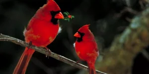 What Does My Birds Vocalization Mean, and How Can I Respond?