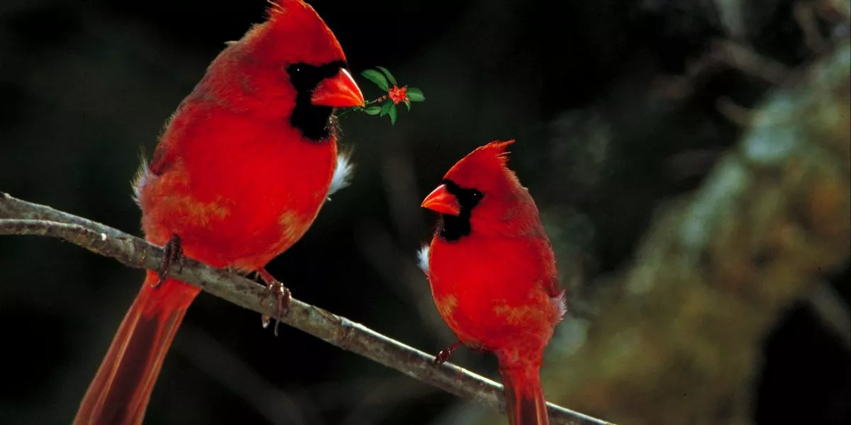 What Does My Birds Vocalization Mean, and How Can I Respond?