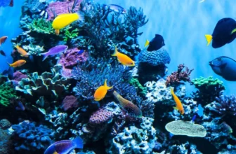 What Are Some Common Problems That Can Occur in an Aquarium, and How Do I Solve Them?