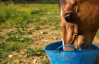 What Should I Consider When Choosing Feed for My Horse?