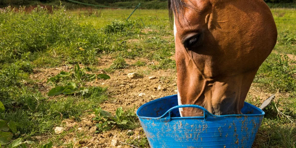 What Should I Consider When Choosing Feed for My Horse?