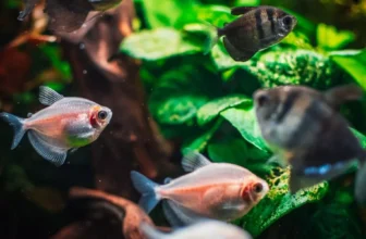What Factors Should I Consider When Choosing Fish for My Tank?