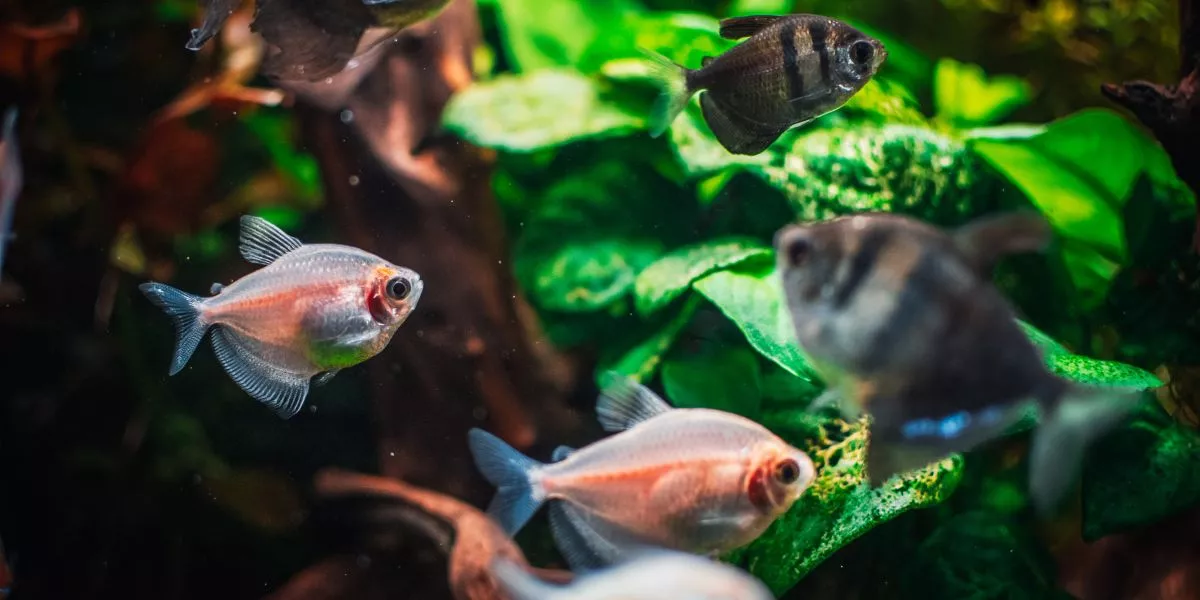 What Factors Should I Consider When Choosing Fish for My Tank?