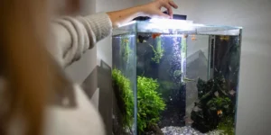 What Should I Know About Feeding Fish a Balanced Diet?