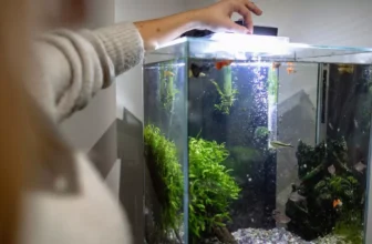 What Should I Know About Feeding Fish a Balanced Diet?