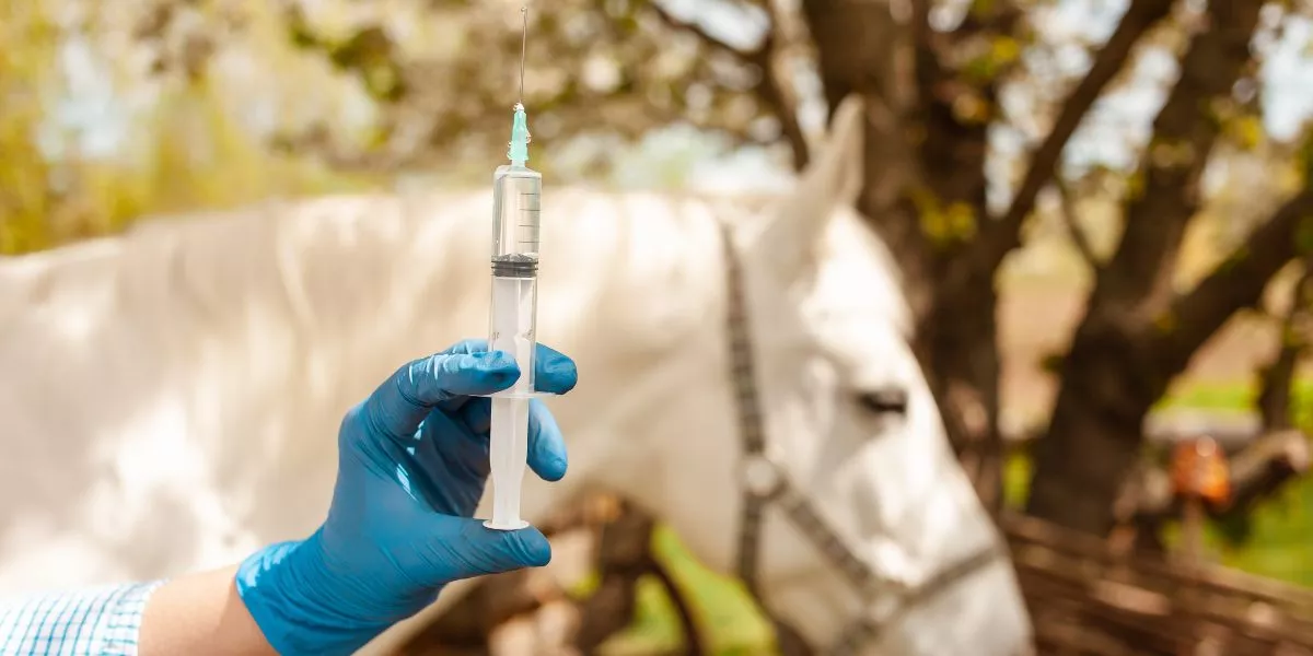 How Can I Prevent Common Health Issues in Horses?