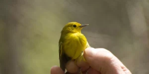 What Are Some Common Health Problems in Birds, and How Can I Recognize Them?