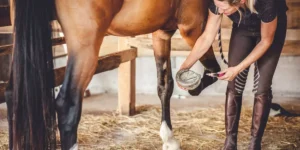 Why Is Hoof Care Important for Horses, and How Can I Maintain It?