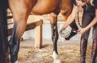 Why Is Hoof Care Important for Horses, and How Can I Maintain It?