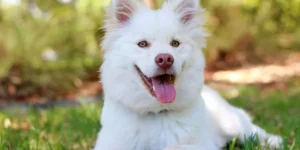 The Importance of Regular Exercise: Keeping Your Pup Happy and Healthy