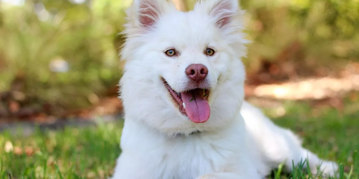 The Importance of Regular Exercise: Keeping Your Pup Happy and Healthy The Importance of Regular Exercise: Keeping Your Pup Happy and Healthy