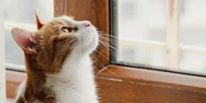 Should I Keep My Cat Indoors or Allow Outdoor Access?