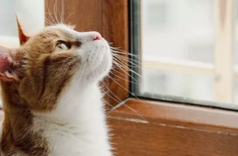 Should I Keep My Cat Indoors or Allow Outdoor Access?