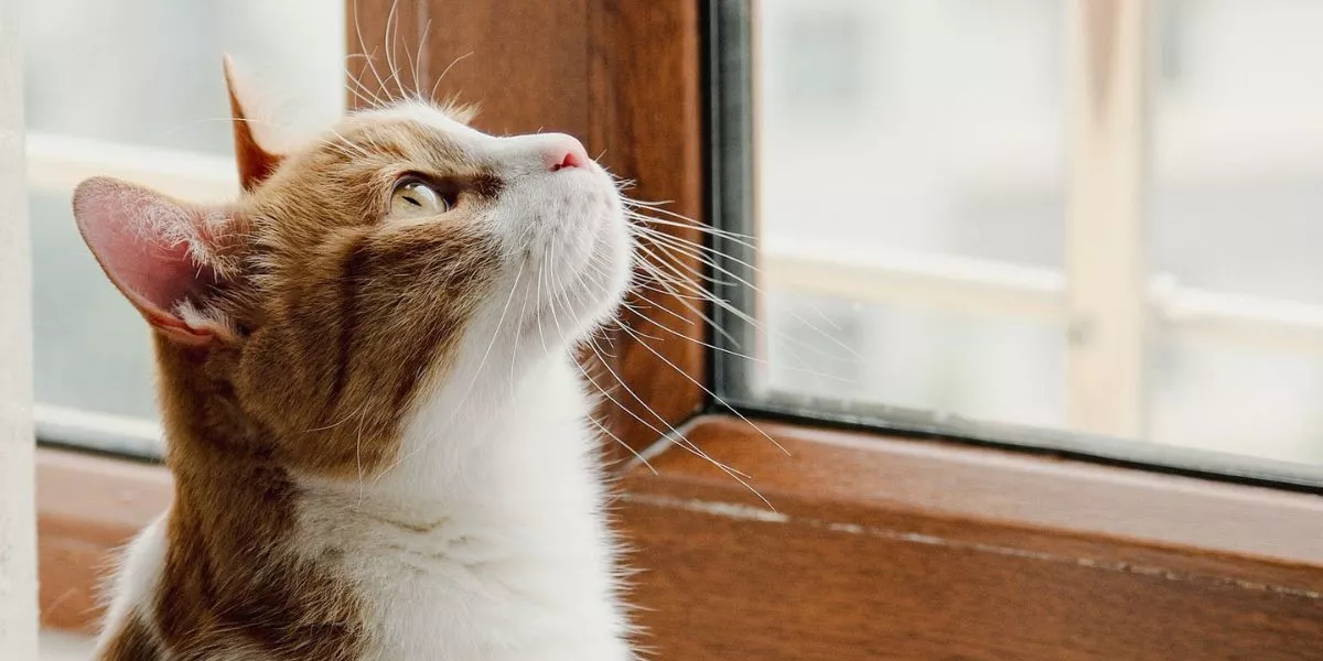 Should I Keep My Cat Indoors or Allow Outdoor Access? Should I Keep My Cat Indoors or Allow Outdoor Access?