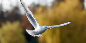 What Should I Consider When Taking My Bird Outdoors?