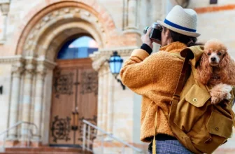 What Should I Consider When Traveling With a Small Pet?