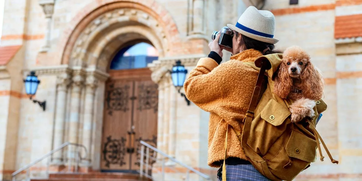 What Should I Consider When Traveling With a Small Pet? What Should I Consider When Traveling With a Small Pet?