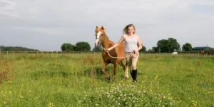 What Training Methods Can Help Build Trust Between Me and My Horse?