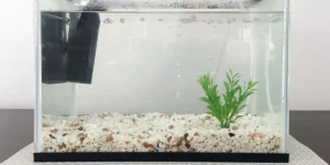 What Are Some Tips for Keeping the Water Quality in My Aquarium Stable?