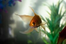 breeding fish in aquarium