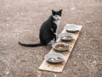 cat s balanced diet tips