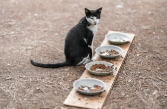 cat s balanced diet tips