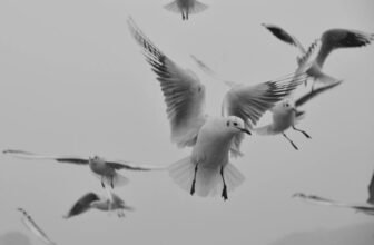 clipping bird wings safely