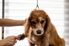dog grooming advice guide