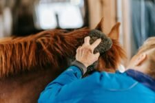 grooming tips for horses