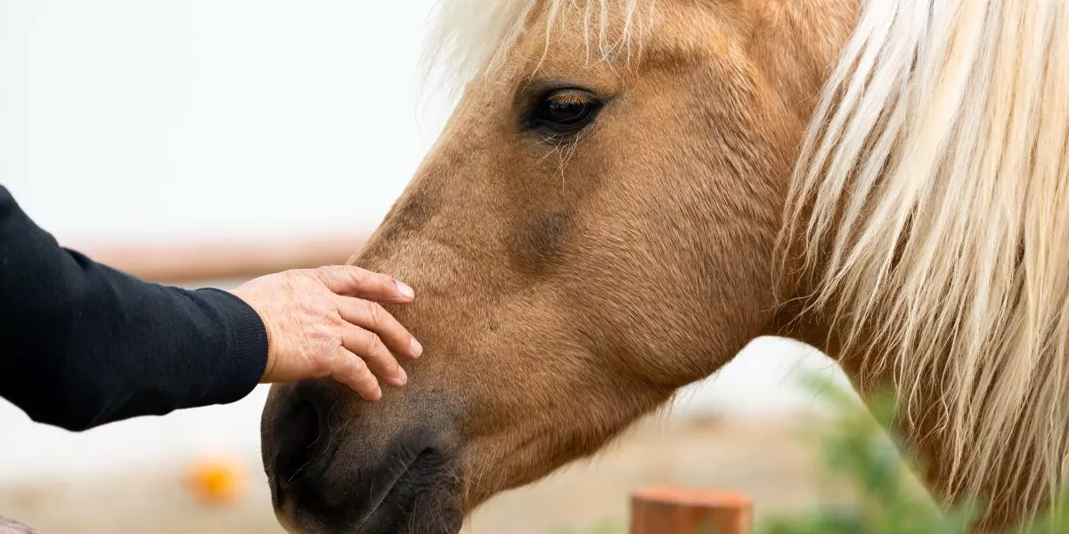 What Activities Can Help Strengthen the Bond Between Me and My Horse? What Activities Can Help Strengthen the Bond Between Me and My Horse?