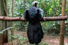 optimal bird cage setup