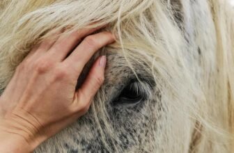 optimal horse care advice