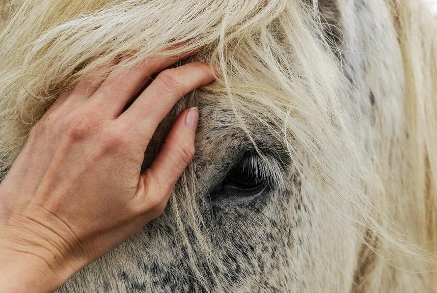 How Can I Provide the Best Care for My Horse? How Can I Provide the Best Care for My Horse?