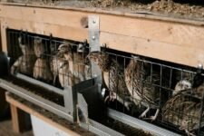 optimal nutrition for birds