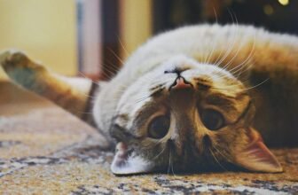 socialize small pets gently