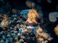 transitioning to a saltwater aquarium