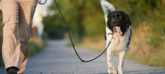 Top 5 Best Reflective Dog Collars for Night Walks