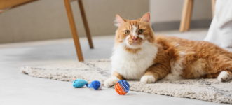 Top 5 Best Interactive Toys for Indoor Cats