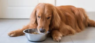 Top 5 Best Dog Food Products for Healthy Daily Nutrition