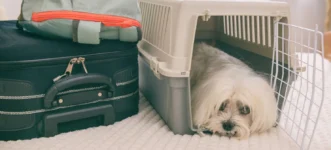 Top 5 Best Dog Travel Accessories for Long Trips