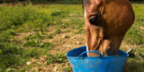 What Should I Consider When Choosing Feed for My Horse?