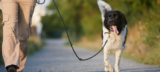 Top 5 Best Reflective Dog Collars for Night Walks