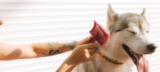 Top 5 Best Pet Grooming Products for Stress-Free Grooming