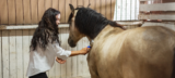 Top 5 Best Horse Grooming & Bathing Products for Daily Care