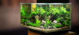 Top 5 Best Fish Aquarium Decor Products for a Beautiful Tank Setup