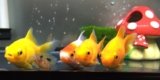 What Are Some Signs That My Fish Are Healthy and Thriving?