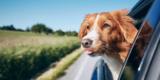 Essential Tips for a Stress-Free Journey With Your Dog